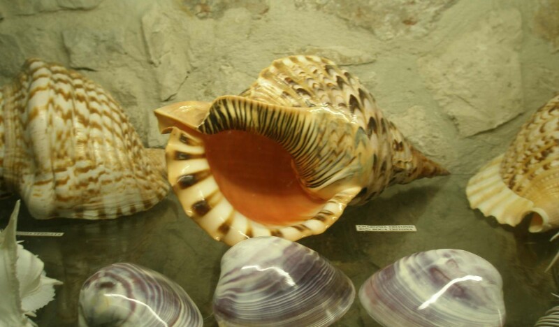 Музей Ракушек