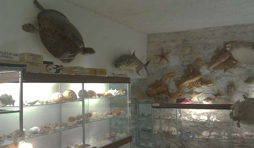 Музей Ракушек фото 1