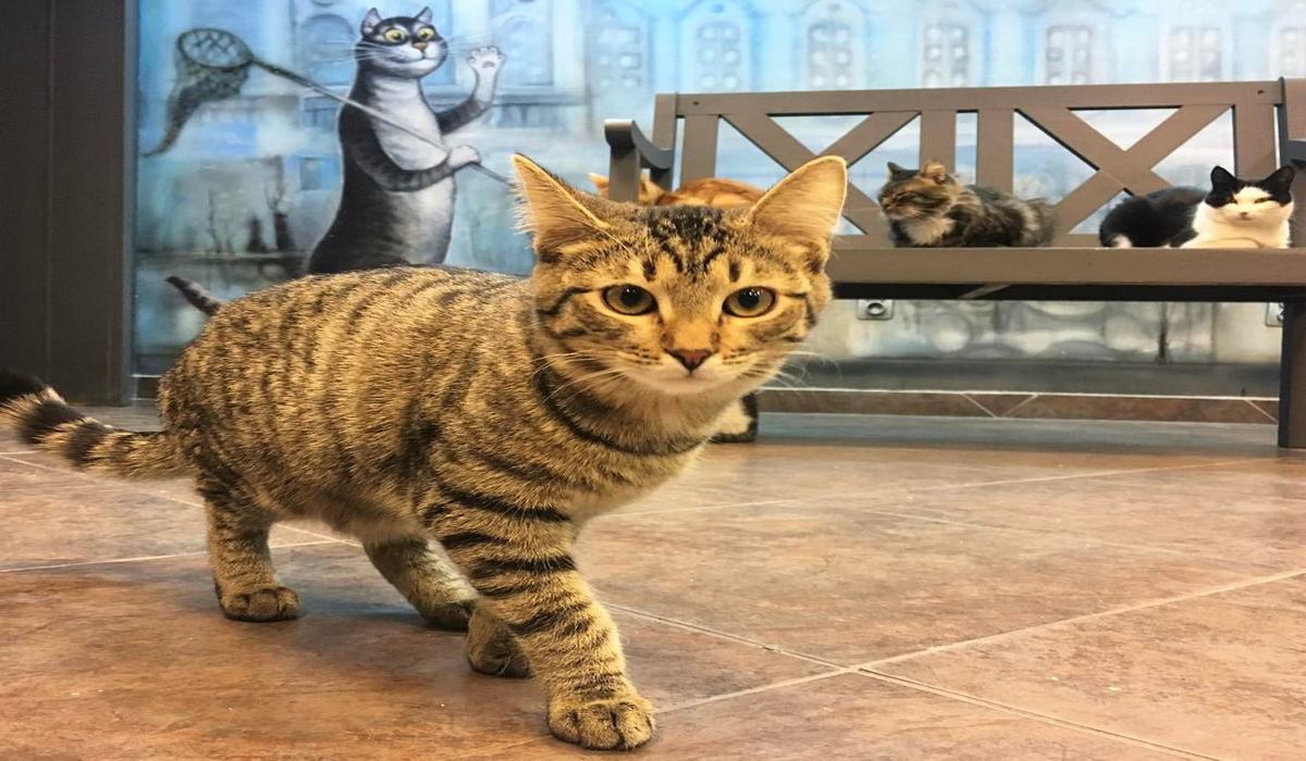 Музей Республика Кошек