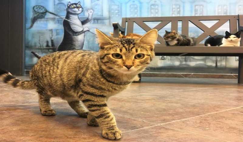 Музей Республика Кошек