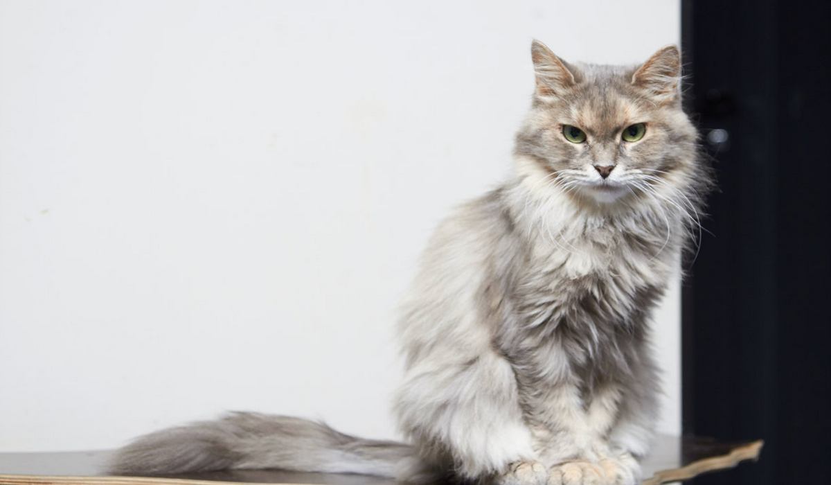 Музей Республика Кошек фото 1
