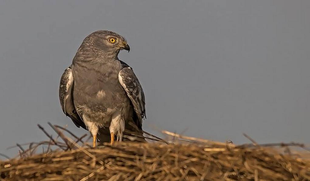 Национальный Парк Хортобадь фото 1