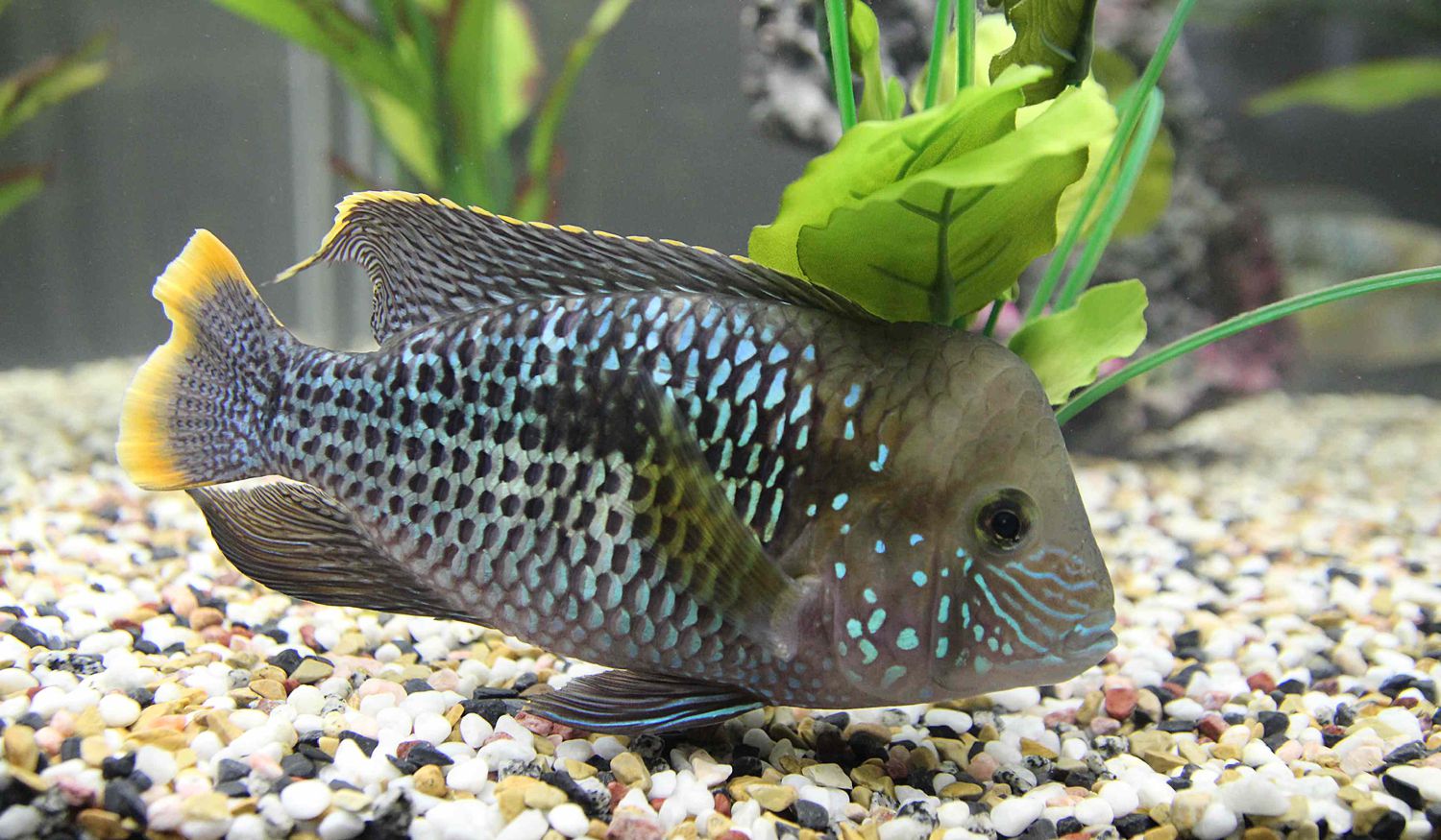 Океанариум Архипо-Осиповки фото 1