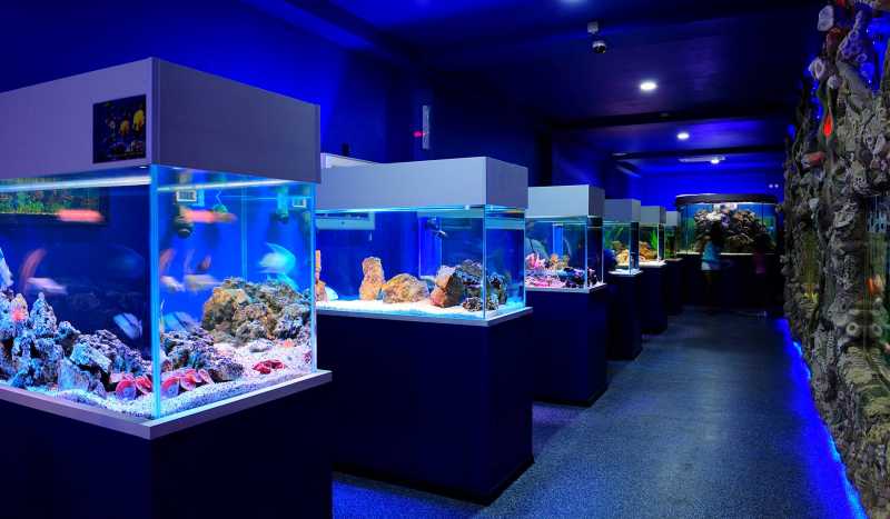 Океанариум и Экзотариум в Кабардинке