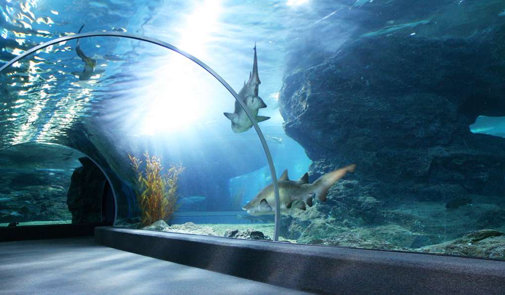 Sea Life Bangkok Ocean World фото 1