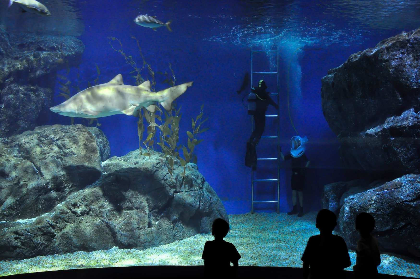 Sea Life Bangkok Ocean World