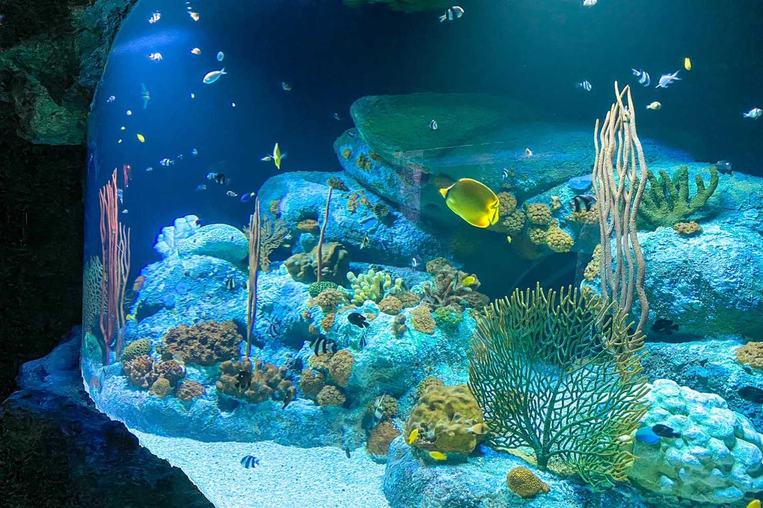 Океанариум Underwater World Pattaya