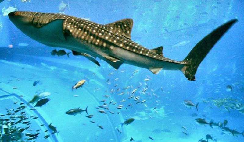 Океанариум в Геленджике