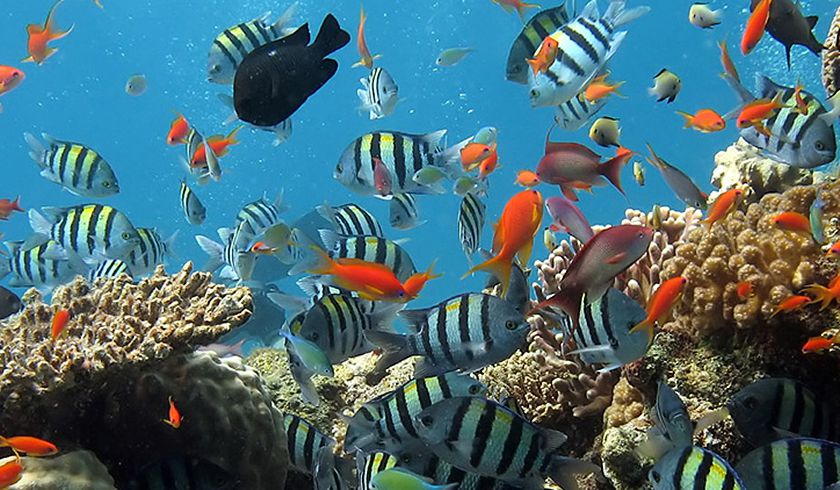 Океанариум в Лазаревском фото 1