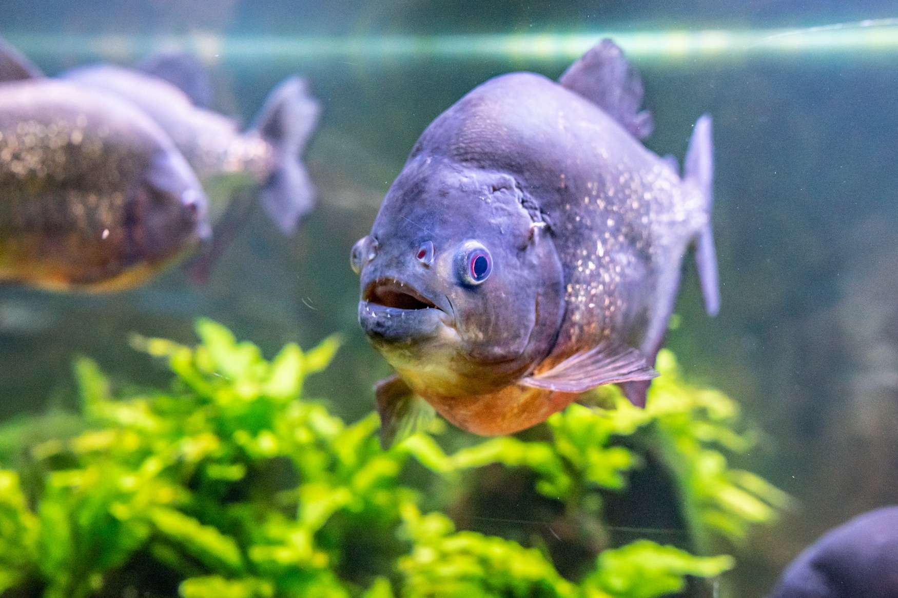 Океанариум в Праге фото 1