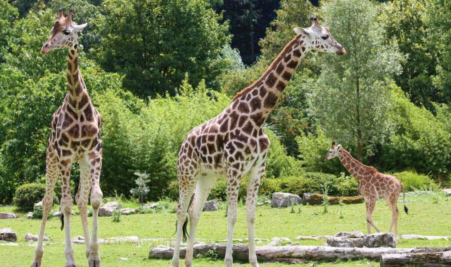 Opel Zoo