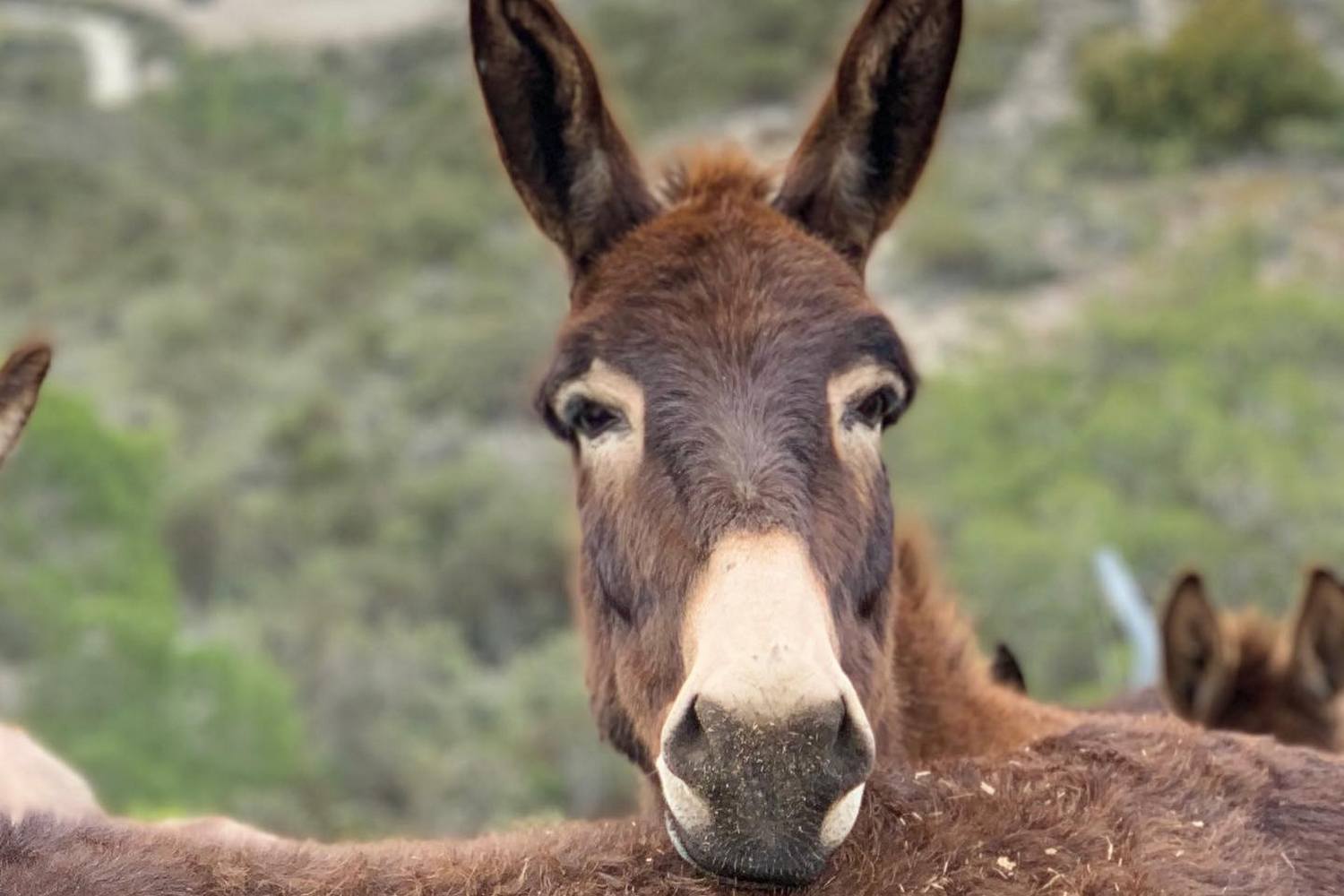 Ослиная Ферма Golden Donkey Farm