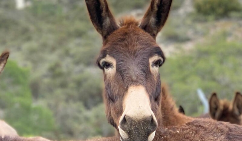 Ослиная Ферма Golden Donkey Farm