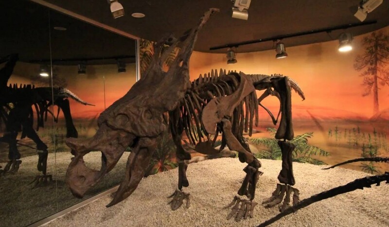 Paleontological Museum of Elche