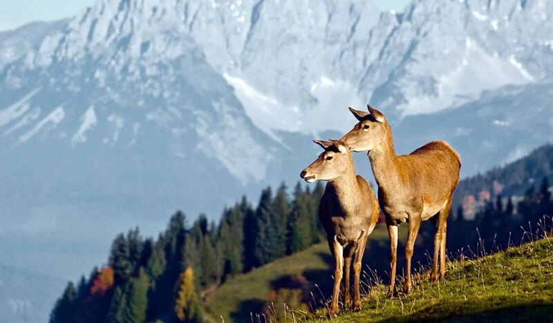 Парк Дикой Природы Аурах