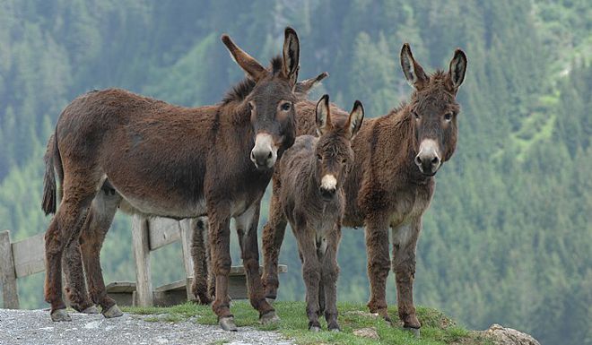 Wildlife Park Aurach photo 1