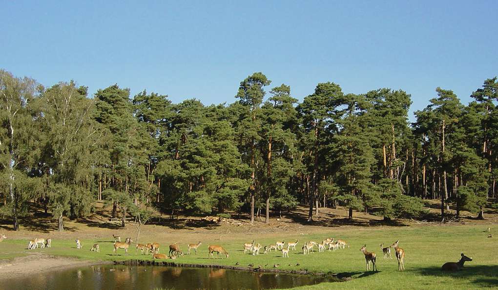 Парк Дикой Природы Johannismühle фото 1