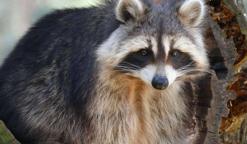 Wildpark Johannismühle