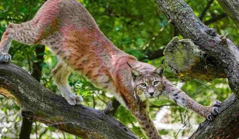 Парк Дикой Природы Schwarze Berge