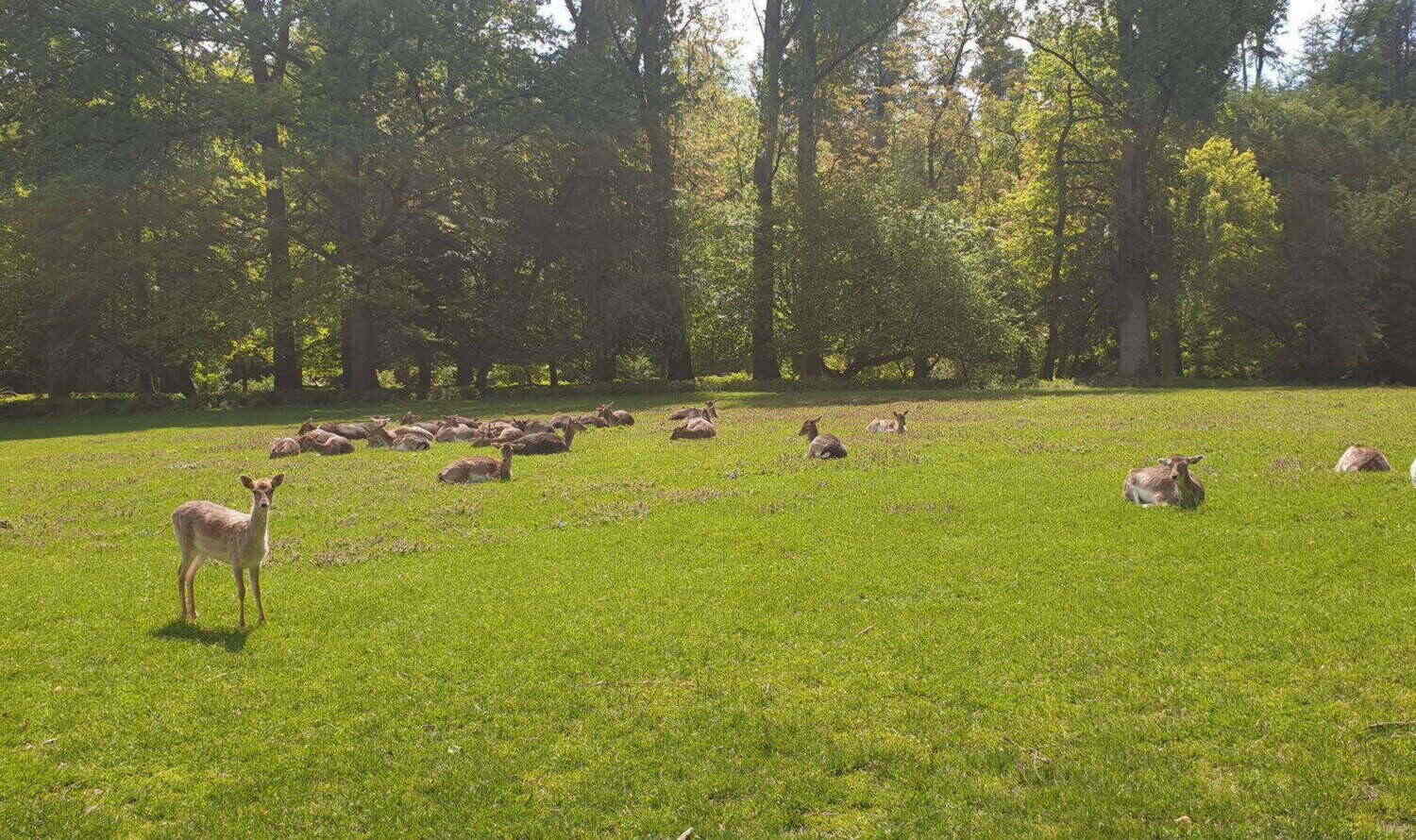 Парк Дикой Природы Grafenberger Wildpark