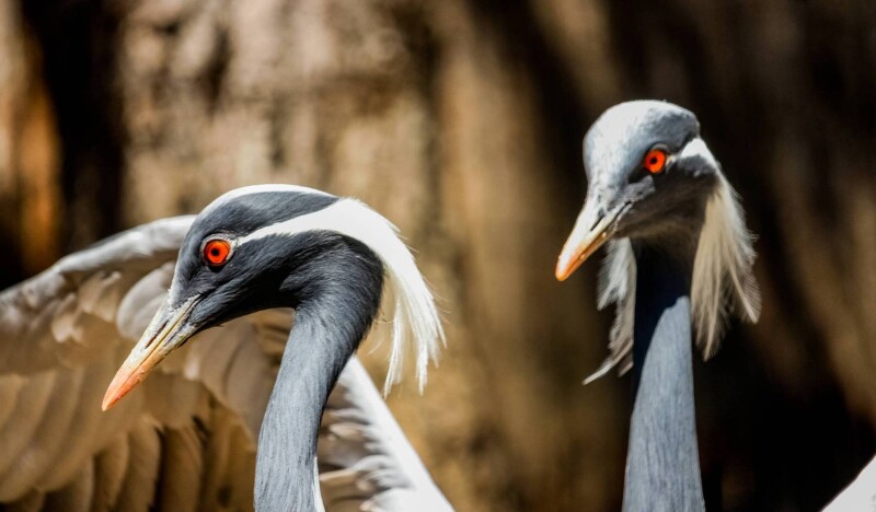 Парк Фауния (Faunia)