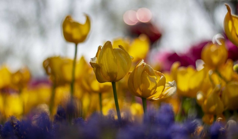 Парк Гюльхане