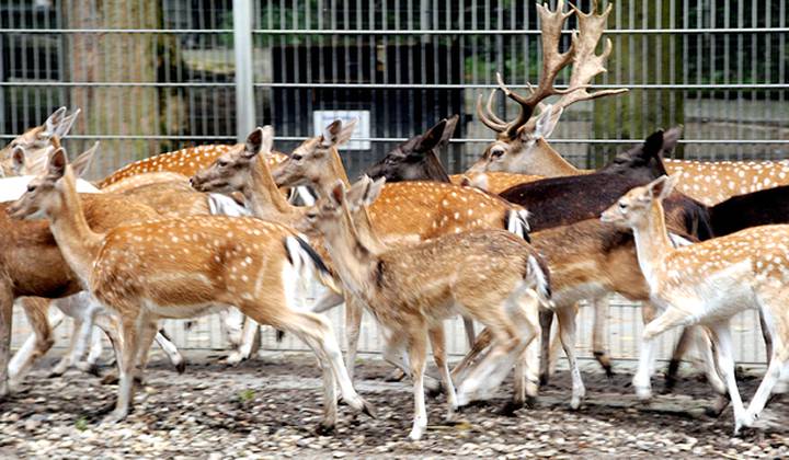 Park and Zoo Kaisergarten photo 1
