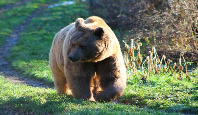 Парк Медведей «Medveotthon»