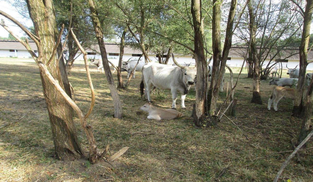 Резерват Буйволов фото 1