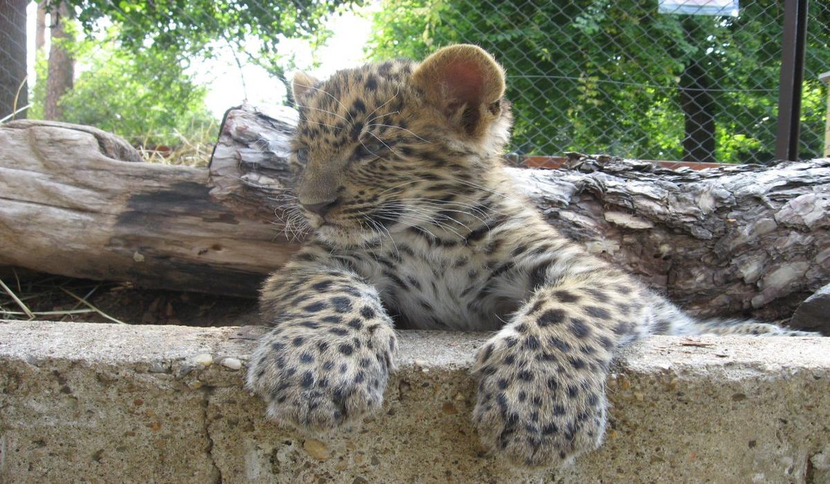 Парк Надьёрде и Аквапарк фото 1