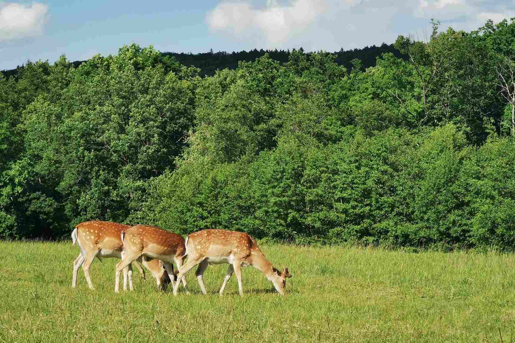 Парк природы Obora Holedná фото 1