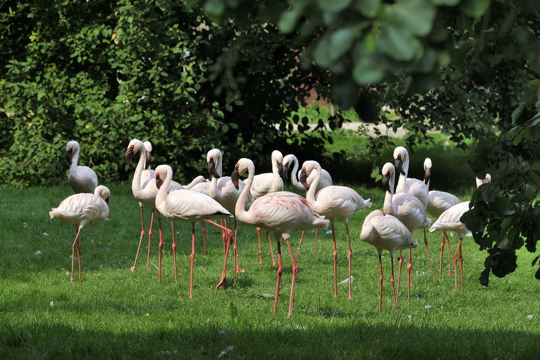 Парк Птиц в Ниндорфе фото 1