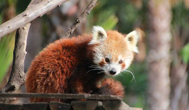 Парк Selwo Aventura