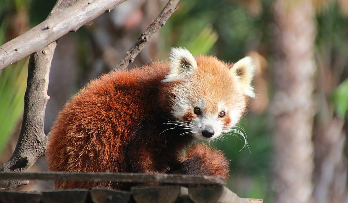 Selwo Aventura photo 1