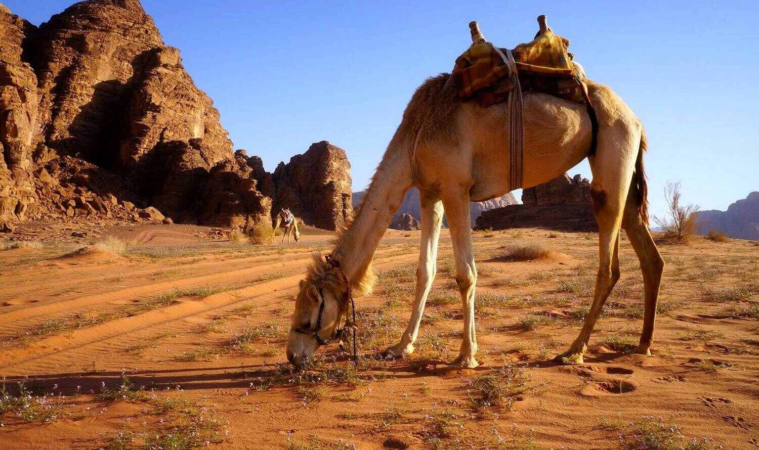 Camel Park Tenerife
