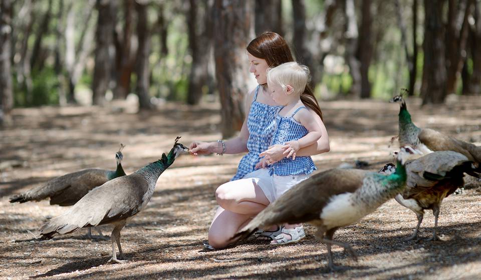 Павлинья Роща (Плака) фото 1
