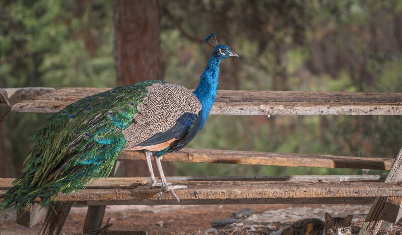 Павлинья Роща (Плака)