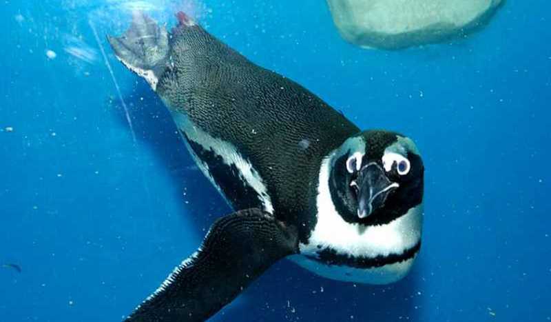 Пингвинарий в Лазаревском