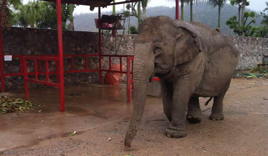 Питомник Слонов Hutsadin фото 1