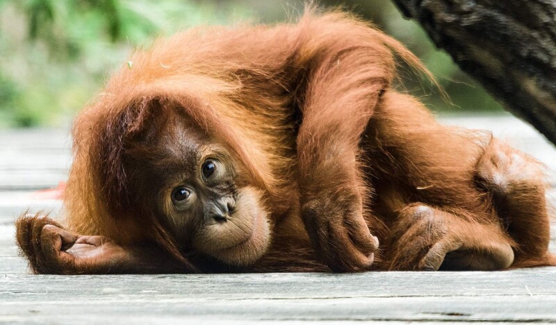 Пражский Зоопарк