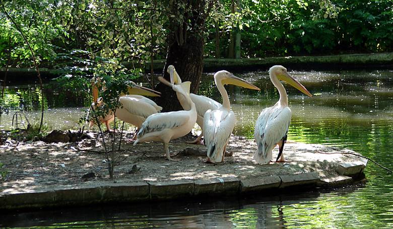 Приморский Парк фото 1