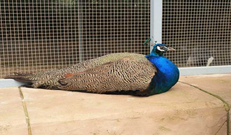 Птичий Парк на Мальте