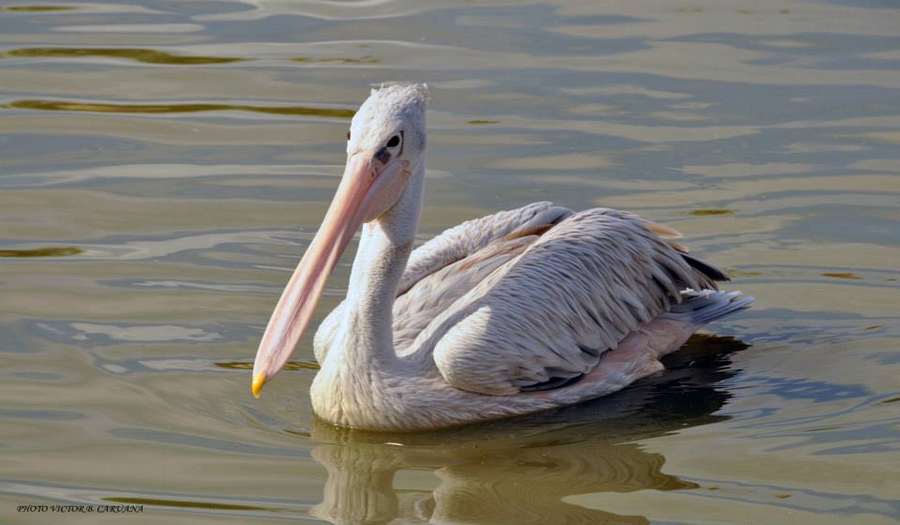 Птичий Парк на Мальте фото 1