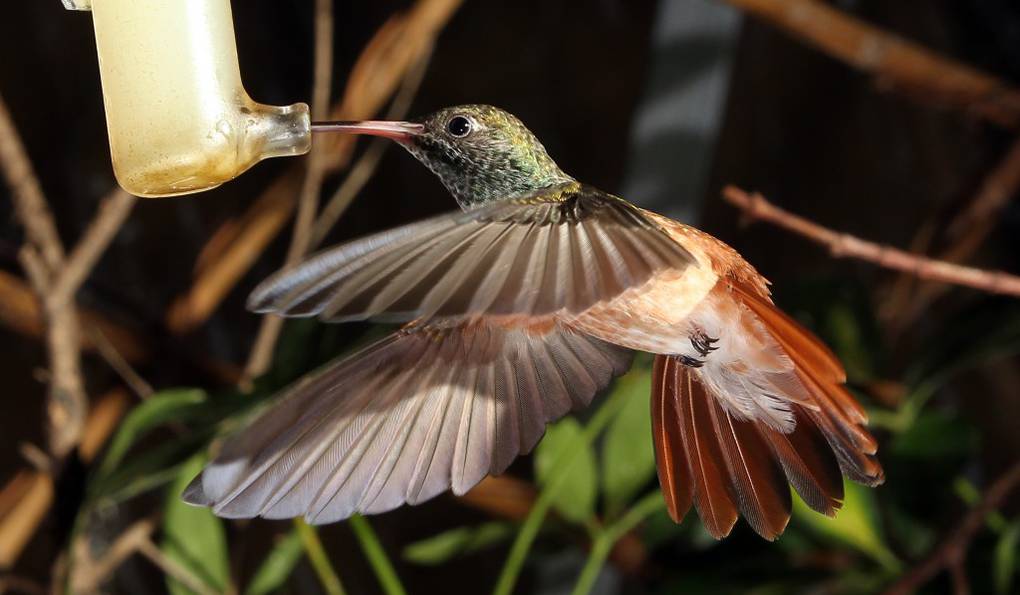 Bird Park Walsrode photo 1