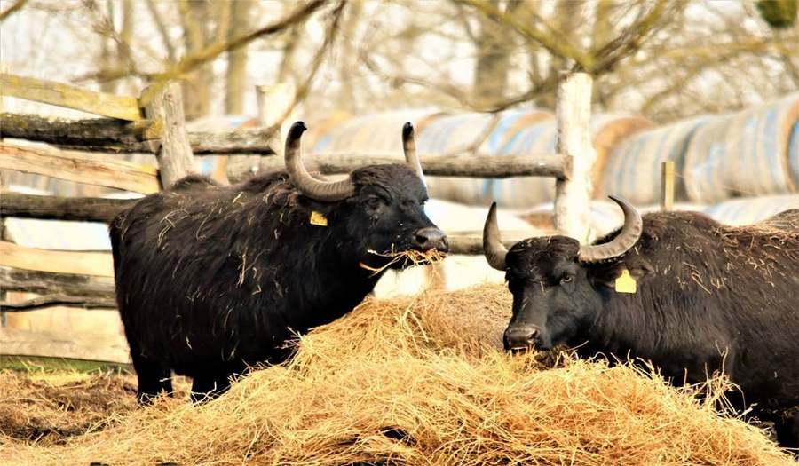 Резерват Буйволов фото 1