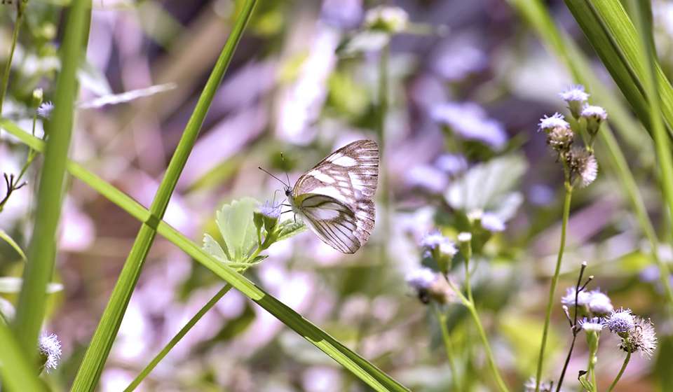 Сад Бабочек и Инсектарий фото 1
