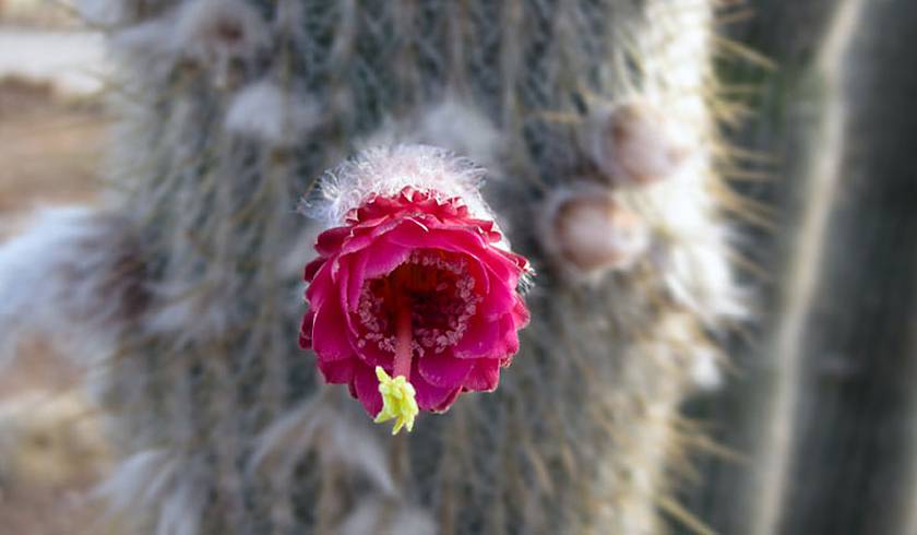 Botanicactus photo 1