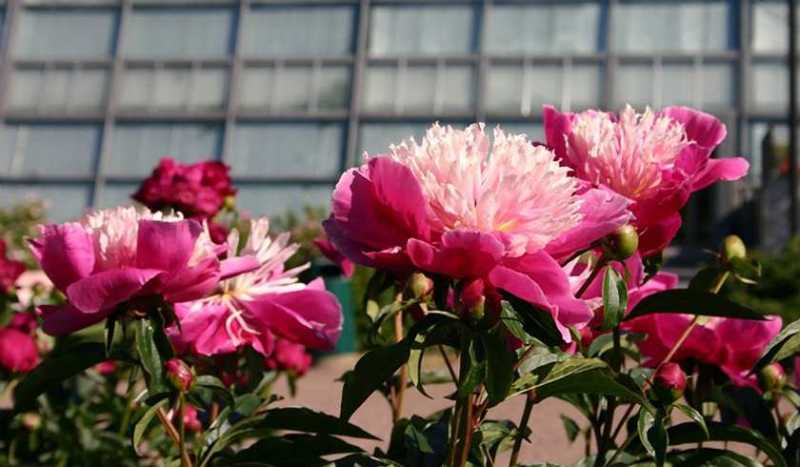 Сад Gardenia (ЗАКРЫТ)