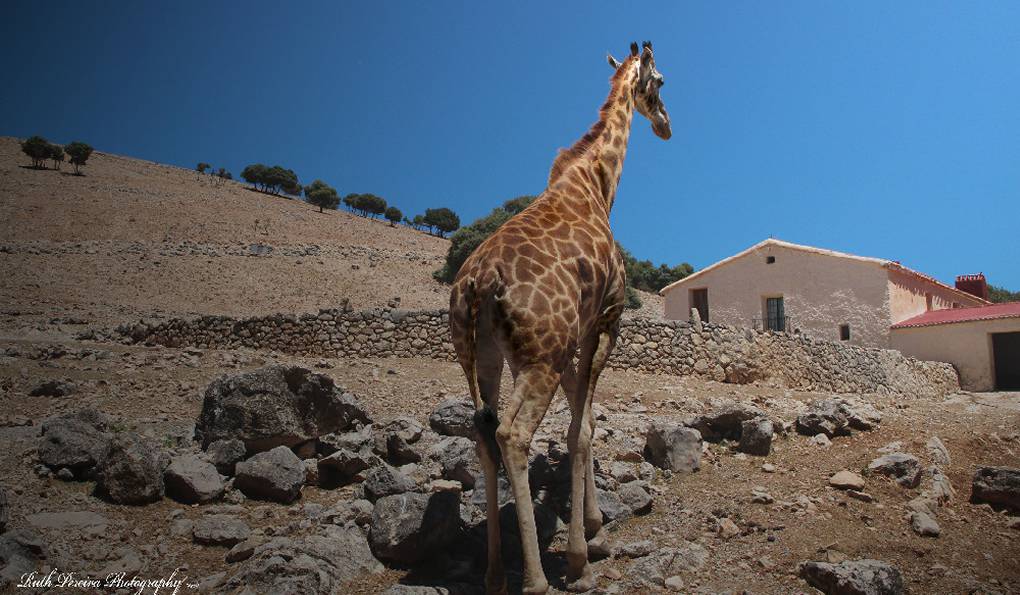 Сафари-Парк Айтана фото 1