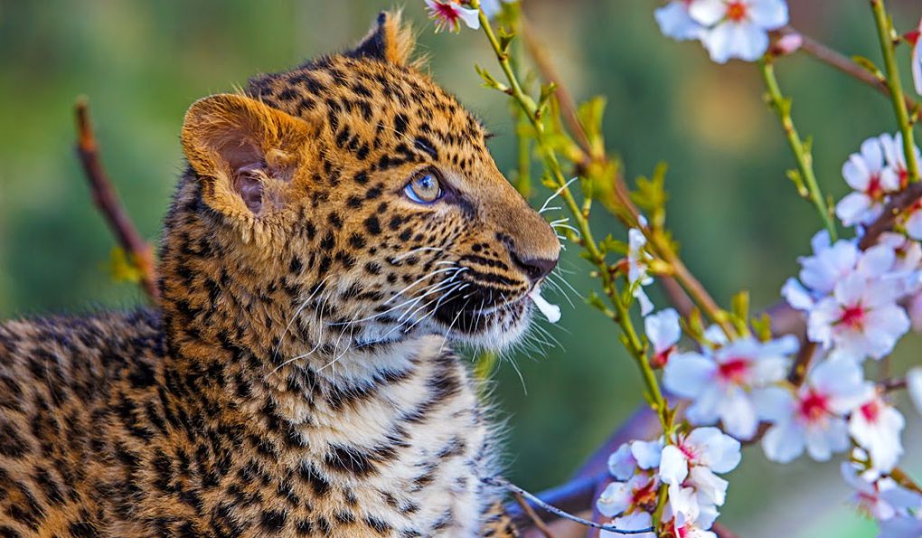 Сафари-Парк Геленджик фото 1